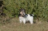 FOX TERRIER 430